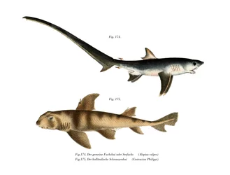 Thresher Shark (barva lito)