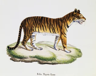 Tygr (Felis tigris), ze Savců ilustrovaných z přírody s popisy, Johann Christian Daniel von Schreber (1739-1810), rytina IC Bock podle kresby A Fleischmanna, svazek 3, tabulka 98 A, Německo