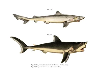Tope Shark (barevné lito)