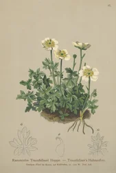 Traunfellnerův vraník (Ranunculus Traunfellneri)