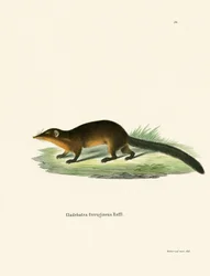Treeshrew (barevné rytí)