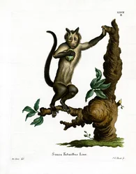 Všívaná kapucínka (barevná rytina)