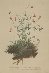 Chlupáček chocholatý (Silene saxifraga)