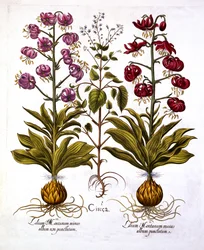 Turks Cap Lily a Enchanters Nightshade, od Hortus Eystettensis, Basil Besler (1561-1629), hospoda. 1613 (ručně kolorovaná rytina)