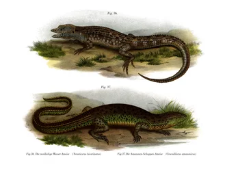 Dvoustranný neusticurus (barevný lito)
