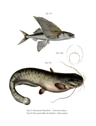 Dvoukřídlá létající rybka (barva litho)