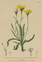 Deštník mléčný (Hieracium staticefolium, Hieracium staticifolium, Tolpis staticifolia, Chlorocrepis staticifolium, Chlorocrepis staticifolia)