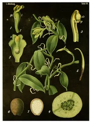 Vanilka