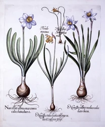 Různé Narcisy, od Hortus Eystettensis, od Basila Beslera (1561-1629), hospoda. 1613 (ručně kolorovaná rytina)