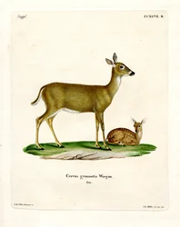 Virginian Deer (barevná rytina)
