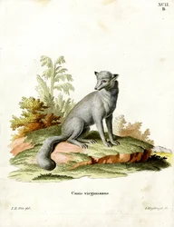 Virginian Fox (barevná rytina)