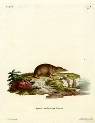 rejsek vodní (barevná rytina)