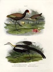 Wattled Jacana, 1864