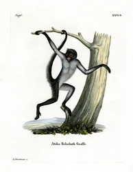 White-bellied Spider Monkey (barevné gravírování)