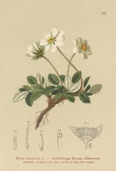 Bílý Dryas