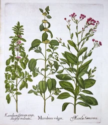 Bílý honič, Horehound a máta, od Hortus Eystettensis, od Basila Beslera (1561-1629), hospoda. 1613 (ručně kolorovaná rytina)