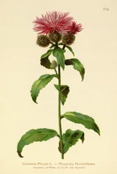 Knapweed paruka (Centaurea Phrygia)