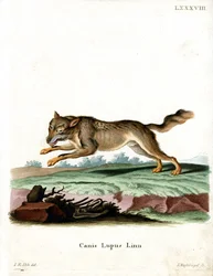Vlk (barevná rytina)