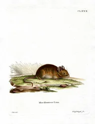 Wood Mouse (barevné gravírování)