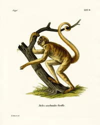Woolly Spider Monkey (barevná rytina)