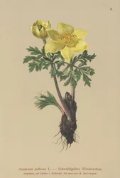 Žlutá sasanka (Anemone sulfurea, Anemone sulphurea, Pulsatilla alpina)