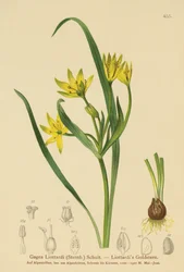 Žlutá hvězda betlémská (Gagea Liottardi, Gagea lutea, Gagea fragifera, Ornithogalum minimum var. fragiferum, Gagea fistulosa subsp. liotardii)