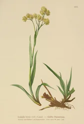 Žlutá dřevina (Luzula lutea)