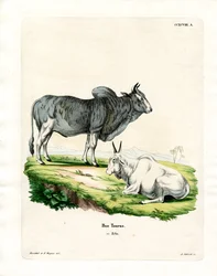 Zebu (barevné rytí)