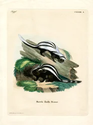 Zorilla (barevné rytí)