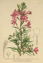 vrbovka rozmarýnová (Epilobium rosmarinifolium, Epilobium Dodonaei)