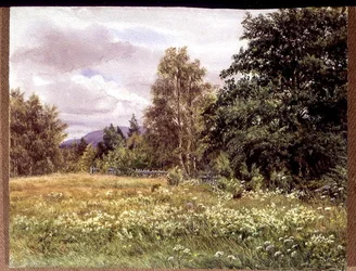 Louka-sladká poblíž Polchar, Aviemore, Skotsko