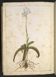 Rostlina s bílými okvětními lístky, z "Paintings of Flora of the Roman States" od Gherardo Cibo, Add MS 22333, f173v, c.1564-84 (akvarel a kvaš na papíře)