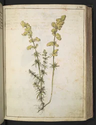 Rostlina se žlutými listy, z "Paintings of Flora of the Roman States" od Gherardo Cibo, Add MS 22333, f076r, c.1564-84 (akvarel a kvaš na papíře)