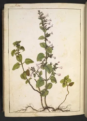 Acinos, Clinopodium: Vytrvalá dřevina s trubkovitými květy, z "Paintings of Flora of the Roman States" Gherardo Cibo, Add MS 22333, f175v, c.1564-84 (akvarel & kvaš na papíře)