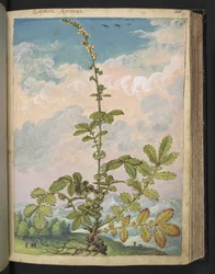 Agrimonia eupatoria, z "Obrazy flóry římských států" od Gherarda Ciba, Přidat MS 22333, f087r, c.1564-84 (akvarel a kvaš na papíře)