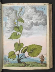 Alliaria petiolata: Vysoká rostlina s bílými okvětními lístky. , z "Paintings of Flora of the Roman States" od Gherardo Cibo, Add MS 22333, f097r, c.1564-84 (akvarel a kvaš na papíře)