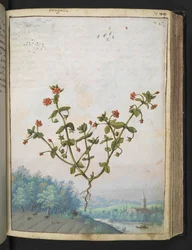 Anagalis arvensis: Rostlina s červenými květy, z "Paintings of Flora of the Roman States" od Gherardo Cibo, Add MS 22333, f074r, c.1564-84 (akvarel a kvaš na papíře)