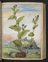 Aristolochia rotunda: Rostlina nesoucí ovoce, z "Obrazy flóry římských států" od Gherarda Ciba, Přidat MS 22333, f078r, c.1564-84 (akvarel a kvaš na papíře)
