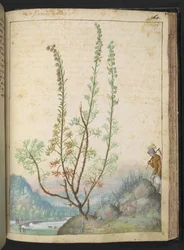 Artemisia abrotanum (jižní dřevo), z "Obrazy flóry římských států" od Gherarda Ciba, Přidat MS 22333, f157r, c.1564-84 (akvarel a kvaš na papíře)
