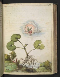 Asarum europaeum, z "Obrazy flóry římských států" od Gherarda Ciba, Přidat MS 22333, f092r, c.1564-84 (akvarel a kvaš na papíře)
