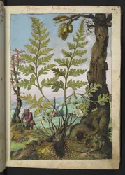 Asplenium adianthum nigrum, z "Obrazy flóry římských států" od Gherarda Ciba, Přidat MS 22333, f018r, c.1564-84 (akvarel a kvaš na papíře)
