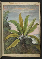 Asplenium scolopendrium, z "Obrazy flóry římských států" od Gherarda Ciba, Přidat MS 22333, f014r, c.1564-84 (akvarel a kvaš na papíře)
