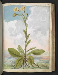 Baccara, z "Paintings of Flora of the Roman States" od Gherarda Ciba, Add MS 22333, f109r, c.1564-84 (akvarel a kvaš na papíře)