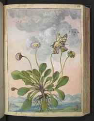 Bellis perennis, z "Obrazy flóry římských států" od Gherarda Ciba, Přidat MS 22333, f067r, c.1564-84 (akvarel a kvaš na papíře)