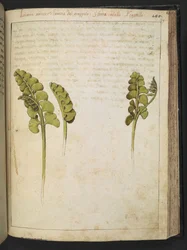 Botrychium lunaria (kapradí), z "Obrazy flóry římských států" od Gherarda Ciba, Přidat MS 22333, f149r, cca 1564-84 (akvarel a kvaš na papíře)