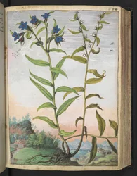 Buglossoides purpurocaerulea , z "Obrazy flóry římských států" od Gherarda Ciba, Přidat MS 22333, f061r, c.1564-84 (akvarel a kvaš na papíře)