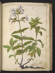 Caryophyllaceae (mýdlovník): rod kvetoucích rostlin z čeledi růžovitých, z "Obrazy flóry římských států" od Gherarda Ciba, Add MS 22333, f164r, c.1564-84 (akvarel a kvaš na papíře)