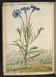 Centaurea cyanus: Květina s modrými okvětními lístky, z "Paintings of Flora of the Roman States" od Gherardo Cibo, Add MS 22333, f177v, c.1564-84 (akvarel a kvaš na papíře)