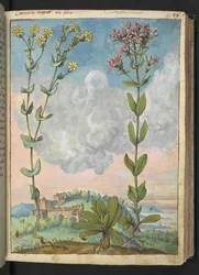 Centaurium erythraea, z "Obrazy flóry římských států" od Gherarda Ciba, Přidat MS 22333, f042r, cca 1564-84 (akvarel a kvaš na papíře)