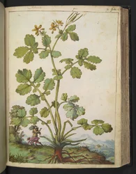 Chelidonium majus, z "Obrazy flóry římských států" od Gherarda Ciba, Přidat MS 22333, f090r, c.1564-84 (akvarel a kvaš na papíře)